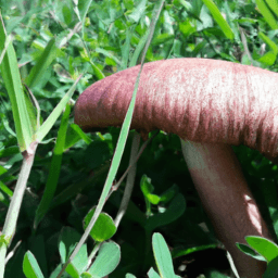 Image for Hongos de San José Reconocidos por la UNESCO